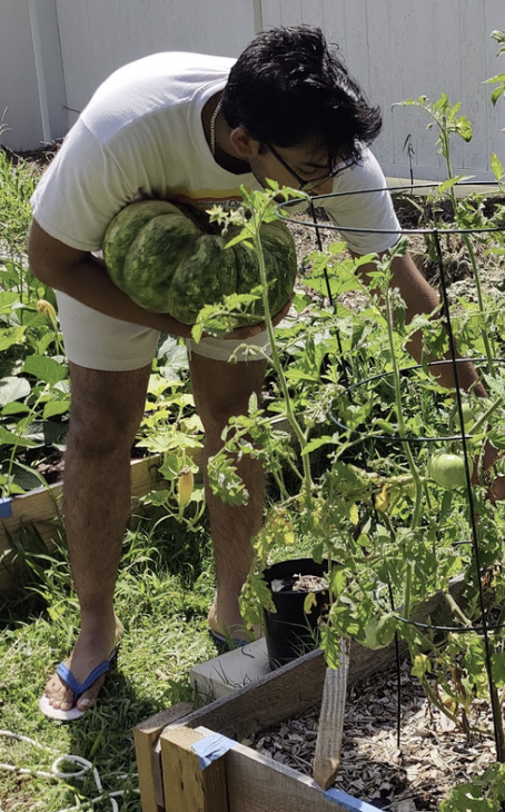 Vedarsh harvesting a watermelon